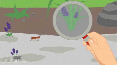Zoom In Magnifier GIF - Zoom In Magnifier Ant GIFs
