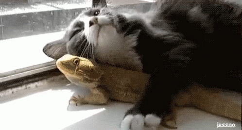 Cat & Lizard Cuddles GIF - Lizard Cat Lizard Cat Snuggles GIFs