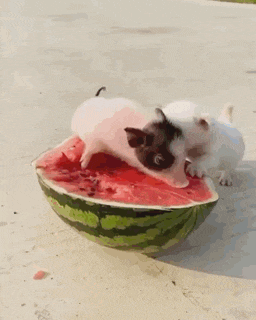 two pigs are sitting on a slice of watermelon .