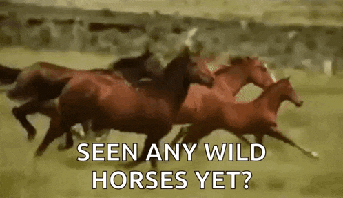 a herd of horses running in a field with the words `` seen any wild horses yet ? '' .