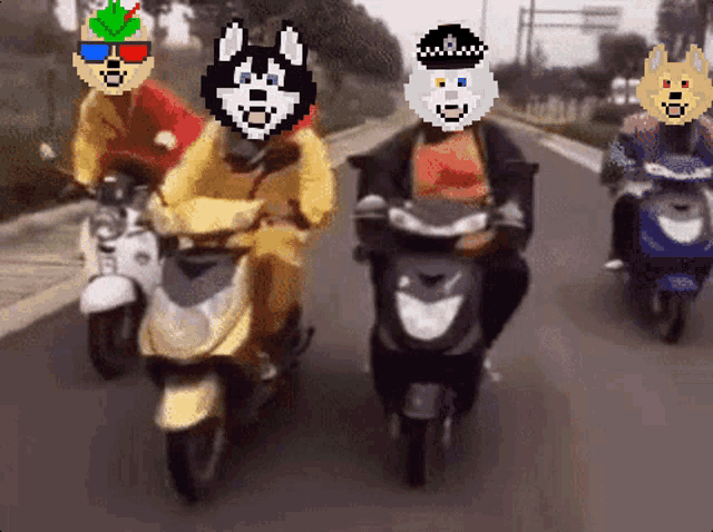 a group of people riding scooters with husky faces on their helmets