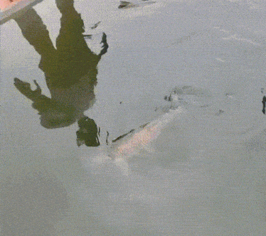 a fish is swimming in a body of water next to bricks