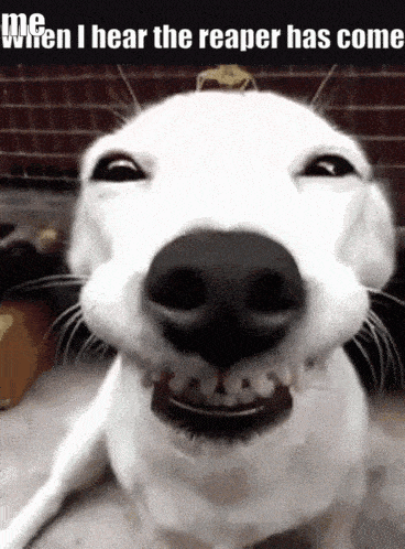 a white dog is smiling and looking at the camera with a brick wall in the background .