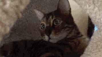 Cat Cats GIF