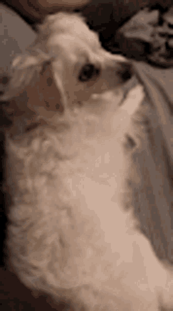 a small white dog is sitting on a person 's lap looking at the camera .