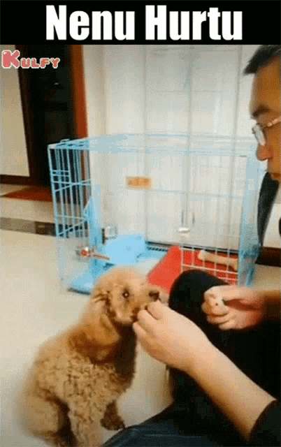 a man is petting a small brown poodle with the caption " nenu hurtu "