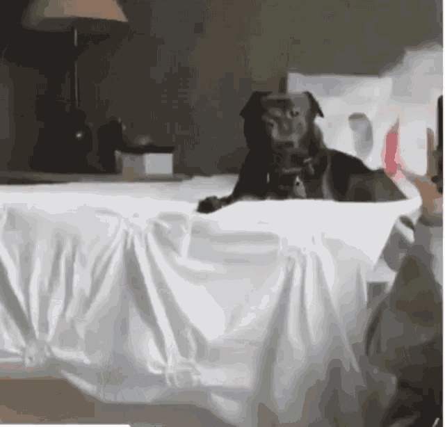 a black dog is laying on a bed with a white sheet