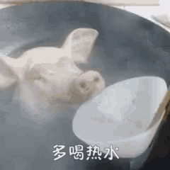 a pig 's head is in a pot of water with a bowl of water next to it