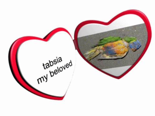 Tabia The Parrot GIF - Tabia The Parrot GIFs