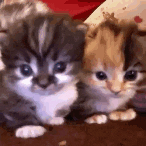 two kittens are laying next to each other on the floor