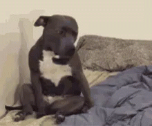 Nap Time Puppy GIF - Nap Time Puppy Tired GIFs