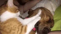 Cat Dog GIF - Cat Dog Massage GIFs