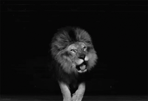 Lion Feed Me GIF - Lion Feed Me Hungry GIFs