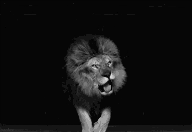 a black and white photo of a lion with a caption that says casskez
