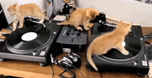 Dj Cats GIF - Dj Cats Music GIFs