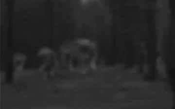 Wolf Pack GIF - Wolf Pack Wild GIFs