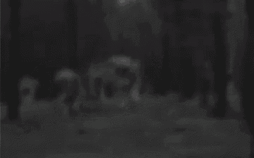a group of wolves are running through a dark forest .