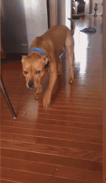a dog wearing a blue collar is stretching on a wooden floor