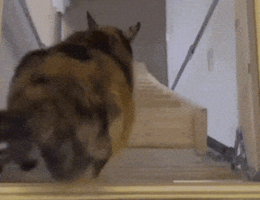Slow Fat GIF - Slow Fat Coming GIFs