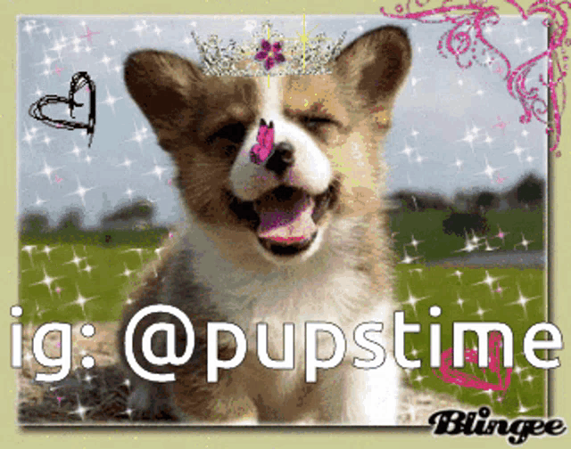 a picture of a corgi puppy with a butterfly on its nose and the words ig : @pupstime blingee
