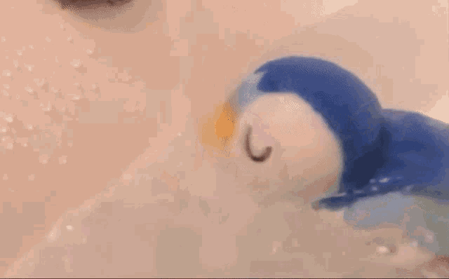 Narpy Penguin GIF - Narpy Penguin GIFs