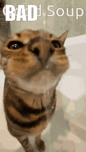 Good Soup Cat GIF - Good Soup Cat GIFs