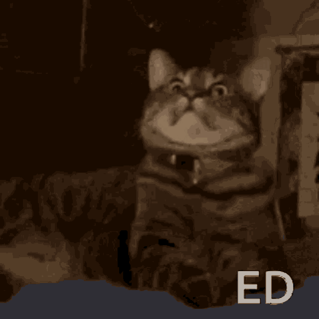 a close up of a cat 's face with the word ed on the bottom