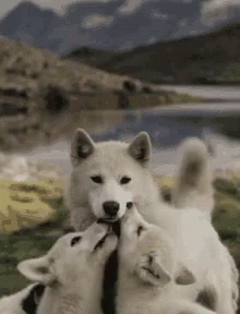 Wolves Pups GIF - Wolves Pups Family GIFs