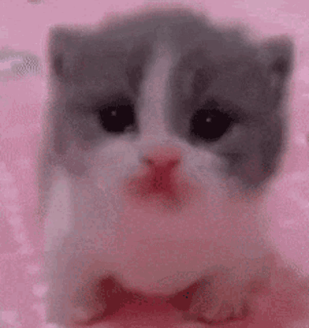 a gray and white kitten is sitting on a pink blanket and looking at the camera .