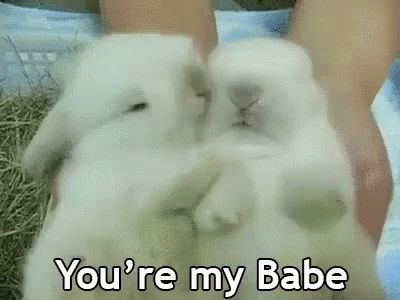 Youre My Babe Rabbits GIF - Youre My Babe Rabbits Kisses GIFs