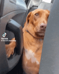 a dog is sitting in the back seat of a car