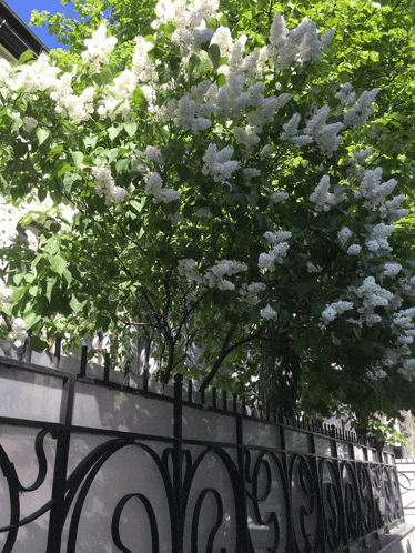 a tree with white flowers is behind a fence