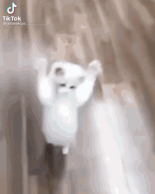 a white cat is standing on a wooden floor with its arms up in the air .