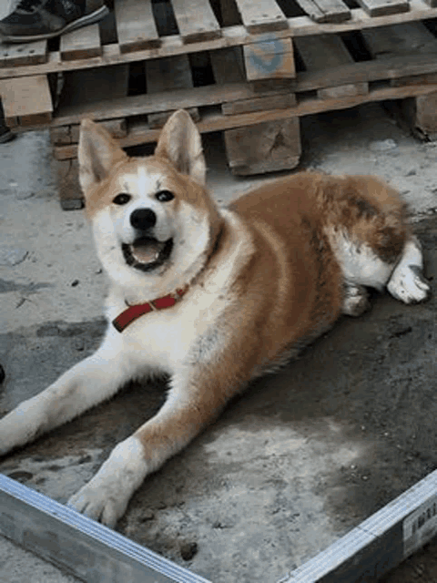 a brown and white dog with a red collar is laying on the ground next to wooden pallets .