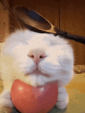 Spoon Cat Spoon GIF - Spoon Cat Spoon Spoon Cat GIFs
