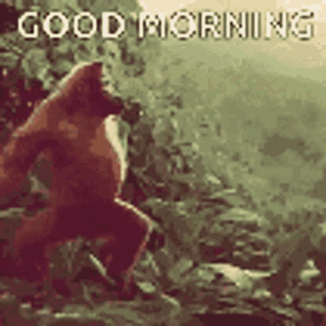 Apes GIF - Apes GIFs