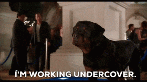 Undercover Dog GIF - Undercover Dog GIFs