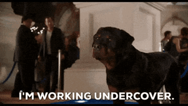 a rottweiler says i 'm working undercover in front of people