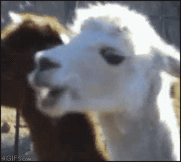 7 GIF - Llama Stare What You Looking At GIFs