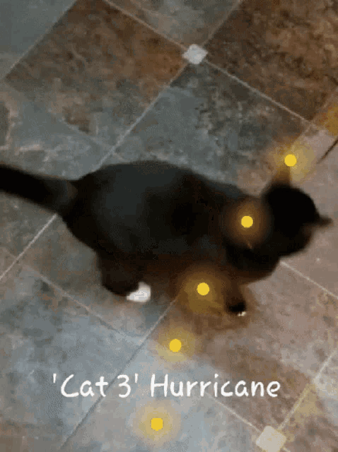 a black cat is walking on a tiled floor with the words cat 3 ' hurricane written below it
