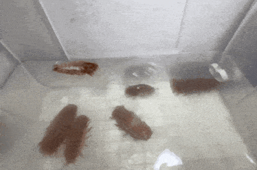 a group of brown bugs are swimming in a clear tank of water