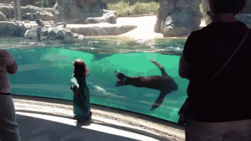 Seal Concern About Little Girl Falling GIF - Seal Concern Girl GIFs