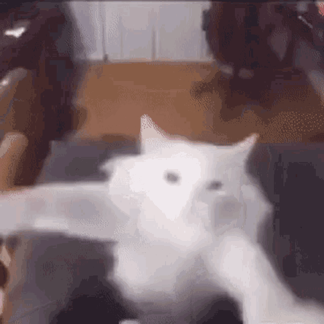 Cat Dancing Meme Dancing GIF - Cat Dancing Meme Dancing Cat GIFs