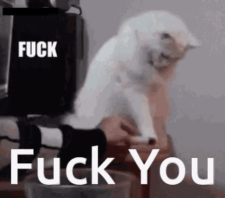 a white cat is sitting on a table with the words fuck you written on the bottom .