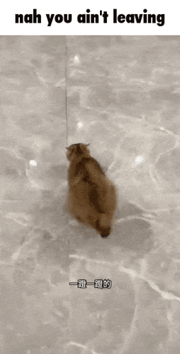 a cat is walking on ice with the caption nah you ain 't leaving