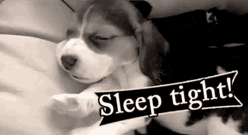 a black and white photo of a puppy sleeping next to a cat with the words `` sleep tight '' .