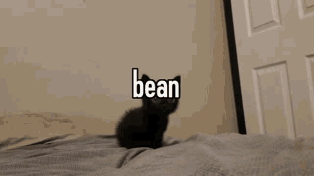 Funny Animals Bean GIF - Funny Animals Bean Cute Cat GIFs