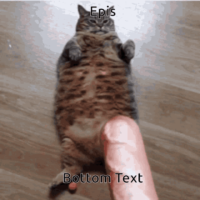 Cat Epis GIF - Cat Epis Bottom Text GIFs