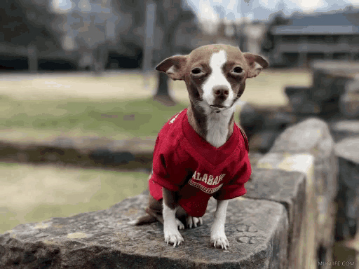 Chihuahua Wow GIF - Chihuahua Wow Dupree GIFs
