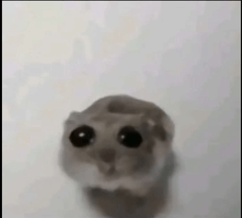 Hamster Sad GIF